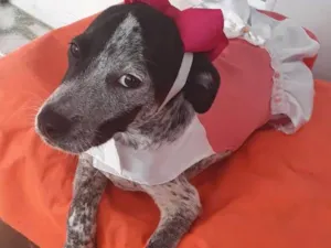 Cachorro raça srd idade 2 a 6 meses nome Floquinho