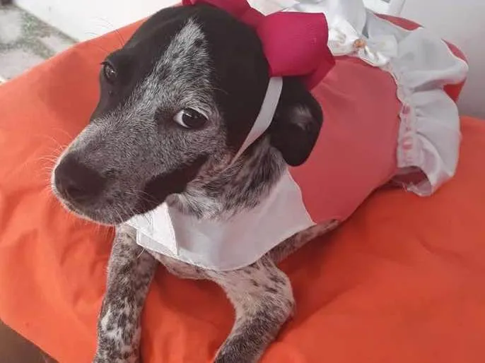 Cachorro ra a srd idade 2 a 6 meses nome Floquinho