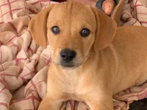 Cachorro raça SRD idade 2 a 6 meses nome Mirra e Sarah