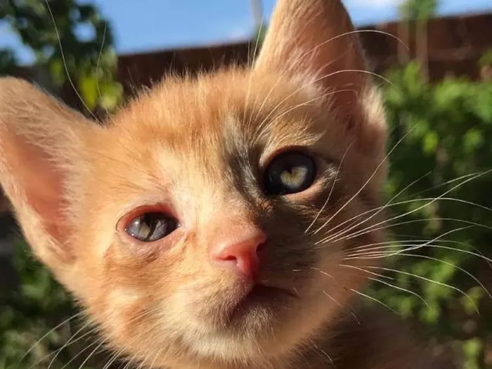 Gato ra a Não sabemos. idade Abaixo de 2 meses nome Não tem