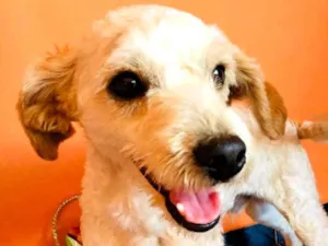 Cachorro raça Puddle  idade 1 ano nome Fred