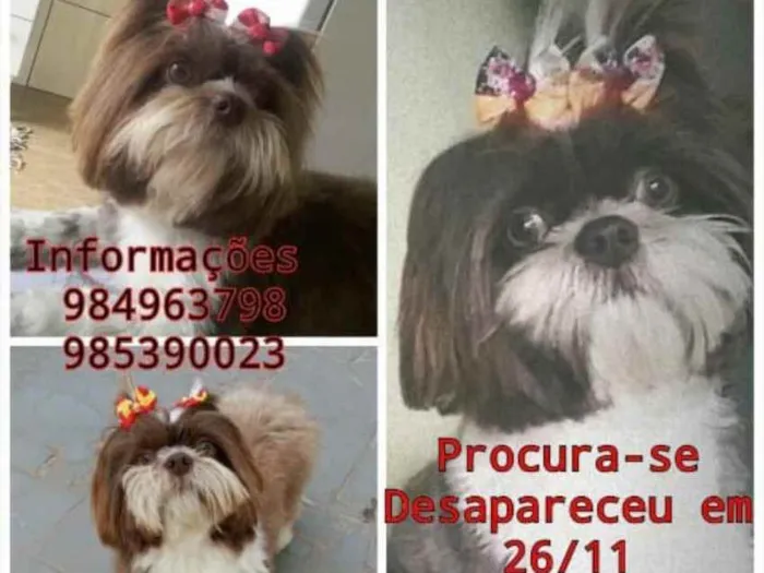 Cachorro ra a Shih Tzu idade 3 anos nome Nala