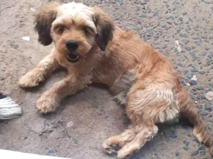 Cachorro raça Puddle com Sithizu idade 2 anos nome Bethoven