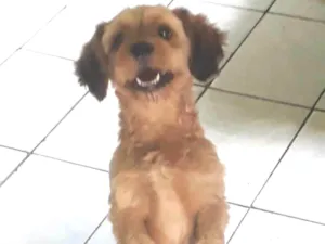 Cachorro raça Puddle com Sithizu idade 2 anos nome Bethoven