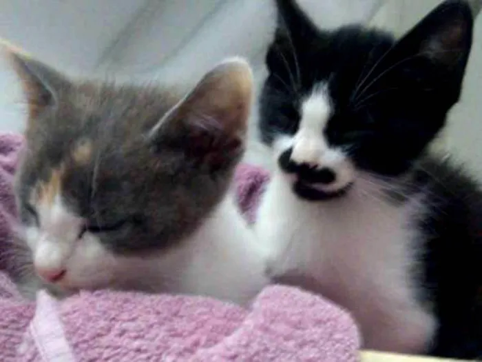 Gato ra a  idade 2 a 6 meses nome Não possuem