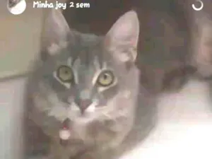 Gato raça Não sei idade 2 a 6 meses nome Joy
