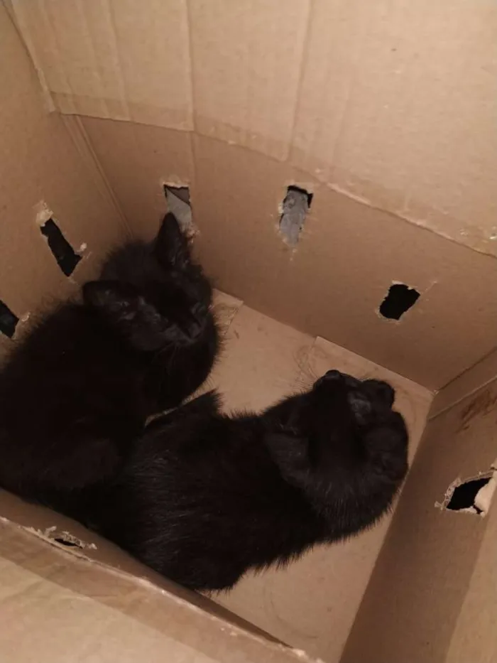 Gato ra a Sem raça idade Abaixo de 2 meses nome Sem nome