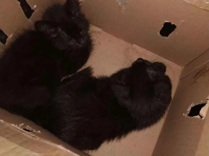 Gato ra a Sem raça idade Abaixo de 2 meses nome Sem nome