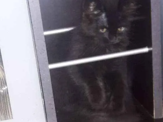 Gato ra a Sem raça idade Abaixo de 2 meses nome Sem nome