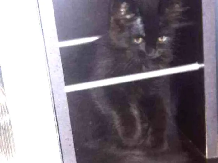 Gato ra a Sem raça idade Abaixo de 2 meses nome Sem nome