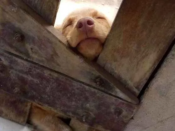Cachorro raça SRD idade 7 a 11 meses nome Mel
