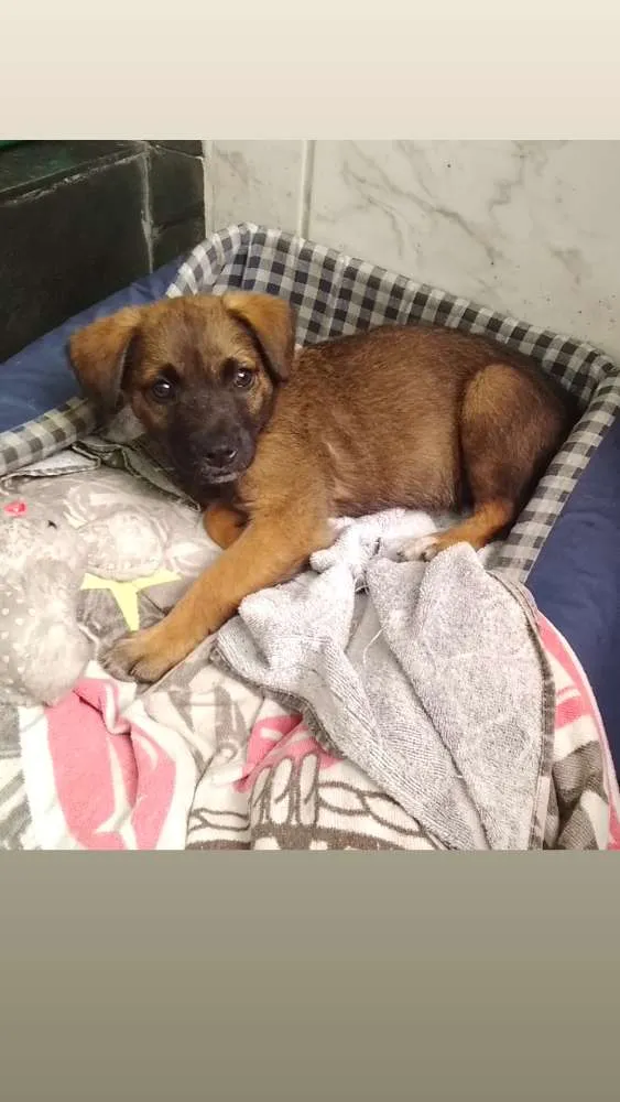 Cachorro ra a Sem raça idade 2 a 6 meses nome Menina