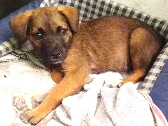 Cachorro ra a Sem raça idade 2 a 6 meses nome Menina