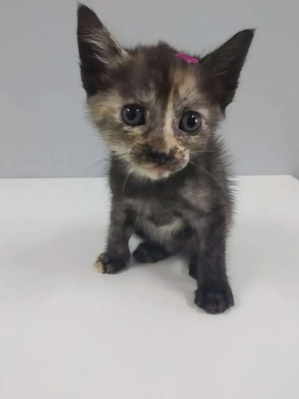 Gato raça SRD idade 2 a 6 meses nome Tricolor