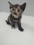 Tricolor