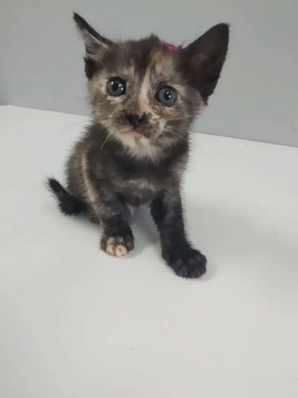 Gato raça SRD idade 2 a 6 meses nome Tricolor