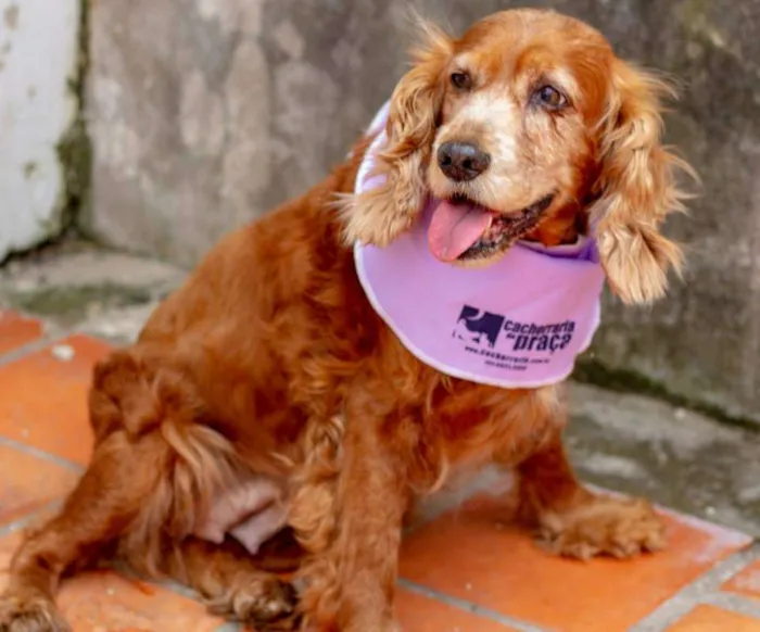 Cachorro raça Cocker  idade 6 ou mais anos nome Aninha