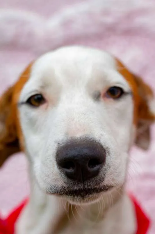 Cachorro raça SRD idade 2 a 6 meses nome Eros