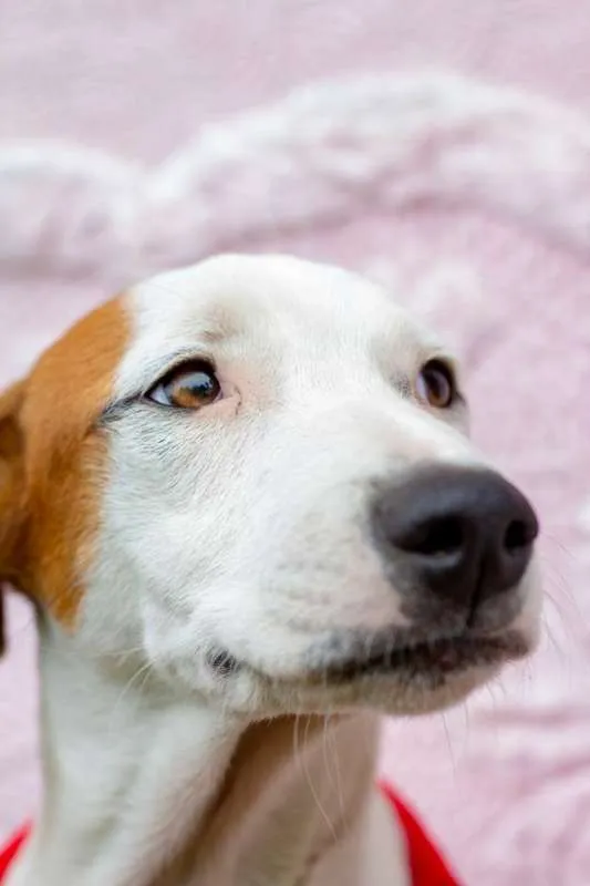 Cachorro raça SRD idade 2 a 6 meses nome Eros