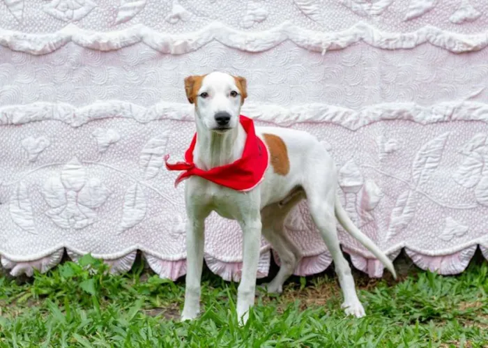 Cachorro raça SRD idade 2 a 6 meses nome Eros