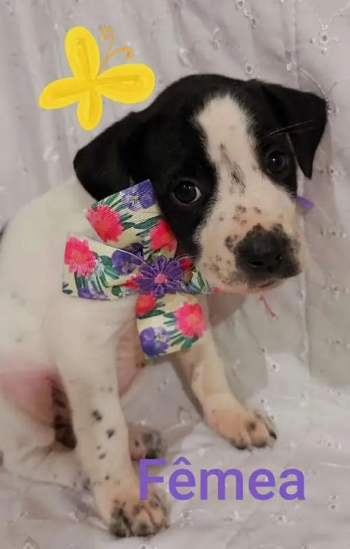 Cachorro raça SRD idade 2 a 6 meses nome Filhotes Elizandra