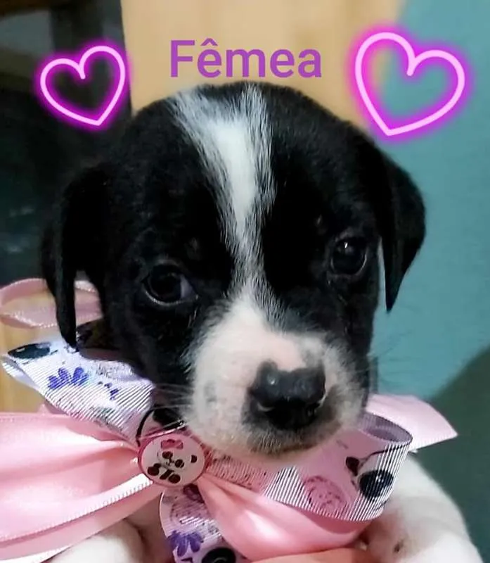 Cachorro raça SRD idade 2 a 6 meses nome Filhotes Elizandra