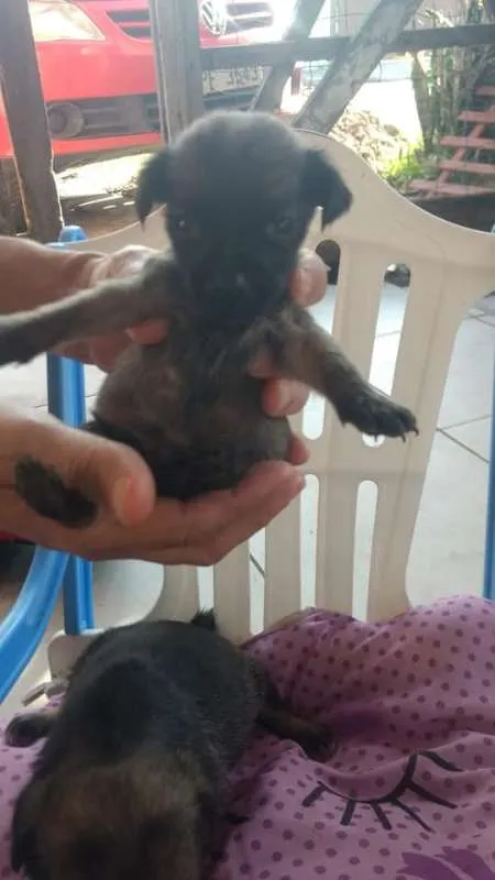 Cachorro raça SRD idade 2 a 6 meses nome Filhotes Betyq