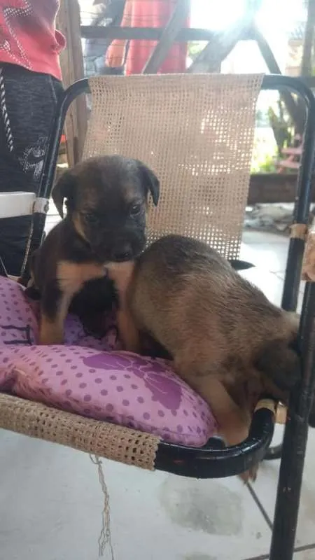 Cachorro raça SRD idade 2 a 6 meses nome Filhotes Betyq