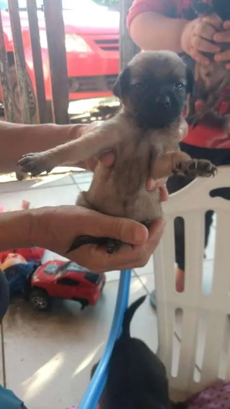 Cachorro raça SRD idade 2 a 6 meses nome Filhotes Betyq