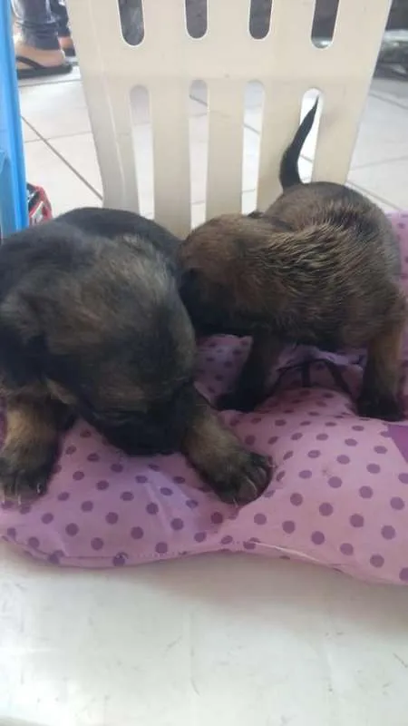 Cachorro raça SRD idade 2 a 6 meses nome Filhotes Betyq