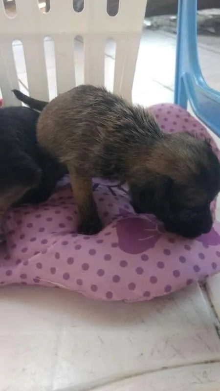 Cachorro raça SRD idade 2 a 6 meses nome Filhotes Betyq