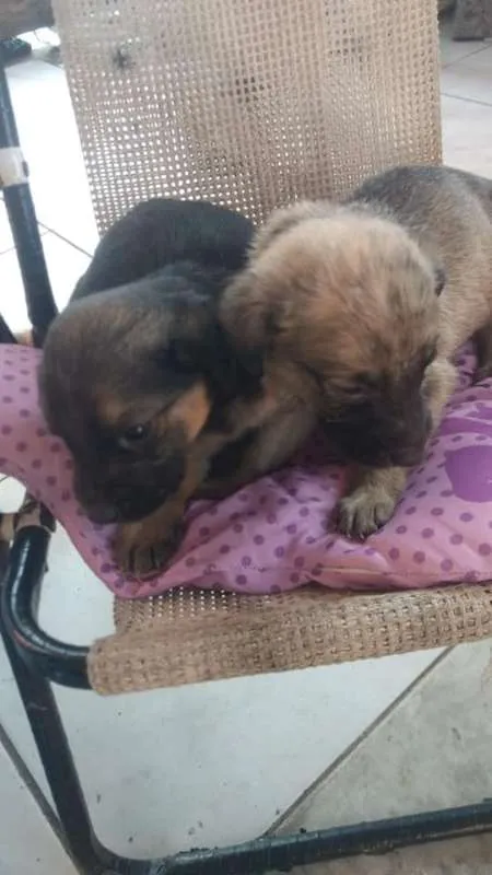 Cachorro raça SRD idade 2 a 6 meses nome Filhotes Betyq