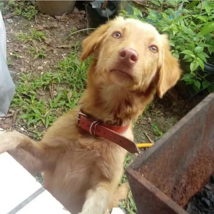 Cachorro raça SRD idade 7 a 11 meses nome Mel