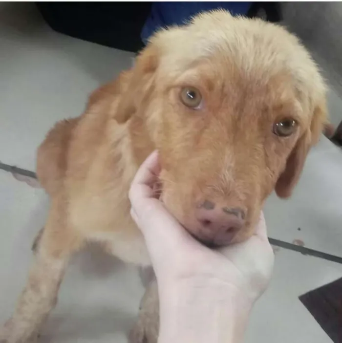 Cachorro raça SRD idade 7 a 11 meses nome Mel
