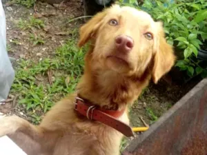 Cachorro raça SRD idade 7 a 11 meses nome Mel