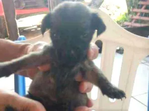 Cachorro raça SRD idade 2 a 6 meses nome Filhotes Betyq