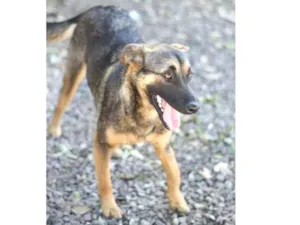 Cachorro raça Mestiça de Pastor idade 2 anos nome Malu