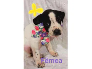 Cachorro raça SRD idade 2 a 6 meses nome Filhotes Elizandra