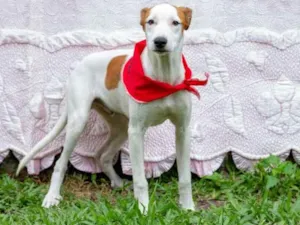 Cachorro raça SRD idade 2 a 6 meses nome Eros