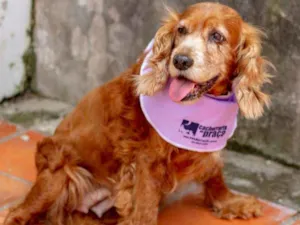 Cachorro raça Cocker  idade 6 ou mais anos nome Aninha