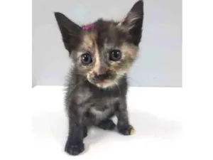 Gato raça SRD idade 2 a 6 meses nome Tricolor