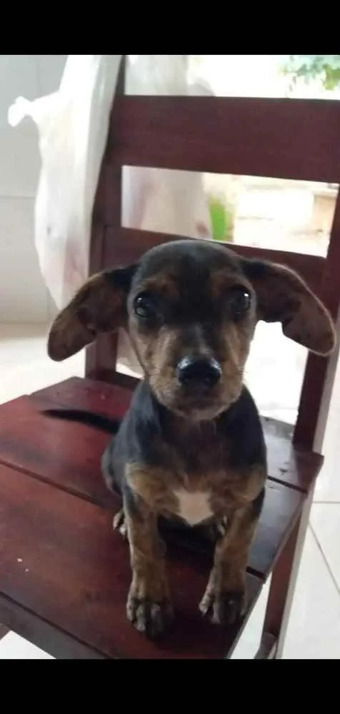 Cachorro ra a Vira-lata idade 7 a 11 meses nome Bolota