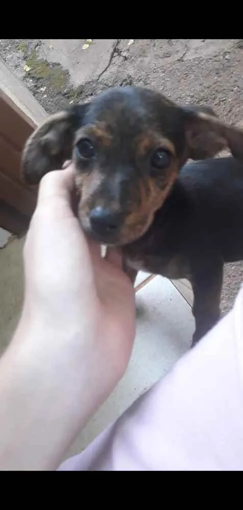 Cachorro ra a Vira-lata idade 7 a 11 meses nome Bolota