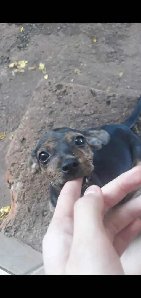 Cachorro ra a Vira-lata idade 7 a 11 meses nome Bolota