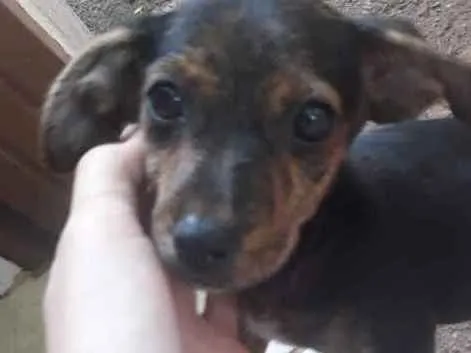 Cachorro ra a Vira-lata idade 7 a 11 meses nome Bolota