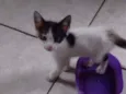 Gatinhos lindos e sapecas