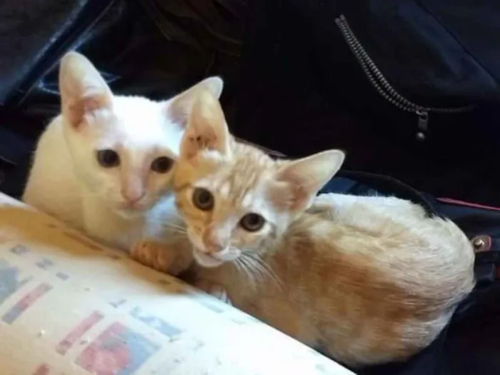 Gato ra a Srd idade Abaixo de 2 meses nome Gatinhos lindos e sapecas