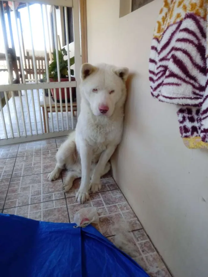 Cachorro ra a Akita idade 3 anos nome Aiko