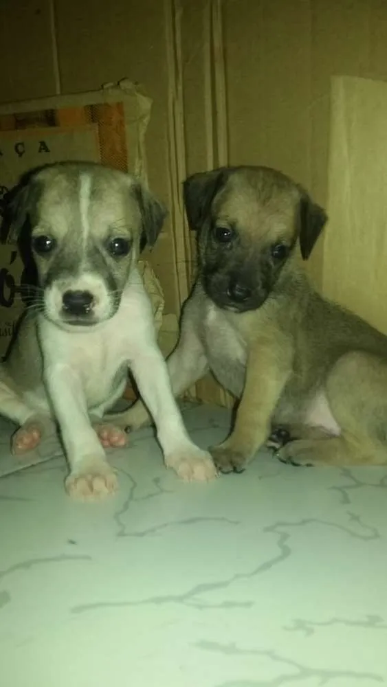 Cachorro ra a Srd idade Abaixo de 2 meses nome Sem nome