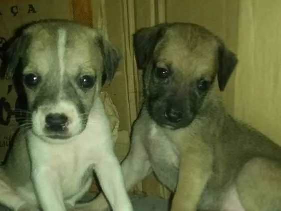Cachorro ra a Srd idade Abaixo de 2 meses nome Sem nome